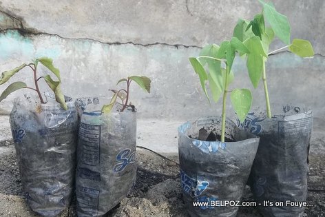 PHOTO: Tree seedlings for sale in Haiti