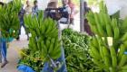 PHOTO: Haiti Agriculture - Bananas Ready for Export