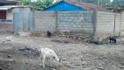 Hinche Haiti Sept 2015 - Cochon ak Kabrit nan lari a