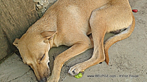 Pets in Haiti - Dog in Haiti