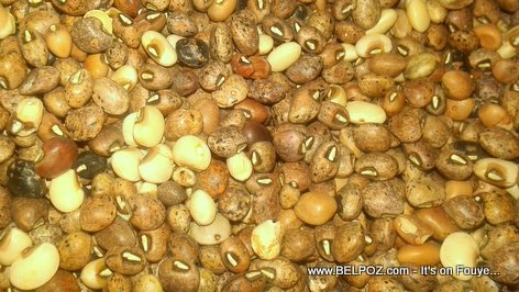 PHOTO: Organic Haitian black-eyed peas (pwa jenwa, pwa enkoni)