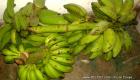 Haiti: Bannann miske, Bannann Fig, Bannann Matenten from my little farm on the countryside