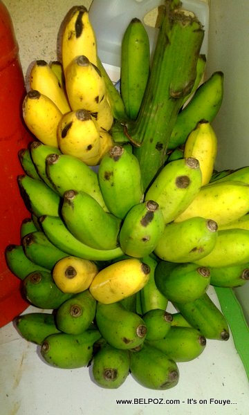 Haiti Cherie : Nou pa acheter grenn figue nan mache, regime banane figue nou ap mur la, nou poze...