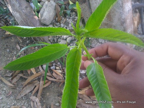 This is what Fey LALO (Jute Leaves) looks like - Haitians love to eat Legume Lalo