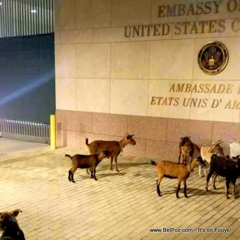 Goats and Dogs in front of the US Embassy in Port-au-Prince Haiti