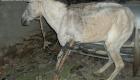 Horse in Haiti with Broken Leg
