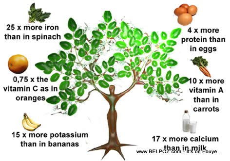 Moringa, the miracle tree