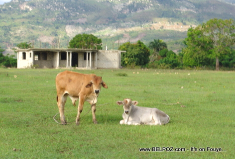 Haiti - House Construction in the middle of nowhere - Two cows in the picture