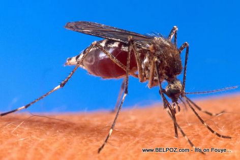 Aedes aegypti - Chikungunya spreading mosquito