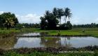 PHOTO: Haiti Agriculture - Rice field in the Artibonite Valley