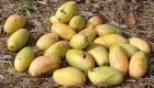 PHOTO: Fresh Mangoes from Haiti - Mango Janmari