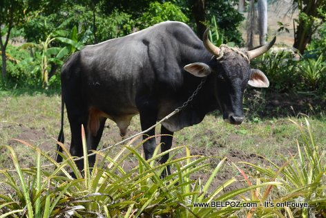 Haiti Beef Cattle - Livestock - Yon bèf ki mare nan kòd (pa genyen élevage libre ankò)