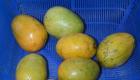 PHOTO: Fresh mangoes from Haiti - Mango Baptiste