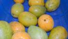 PHOTO: Fresh mangoes from Haiti - Mango Baptiste
