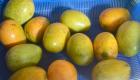 PHOTO: Fresh mangoes from Haiti - It's Mango Season!